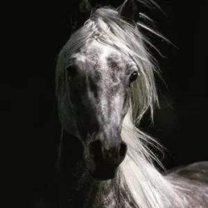 Il cavallo arabo. Ediz. multilingue Fabrieksprijs
